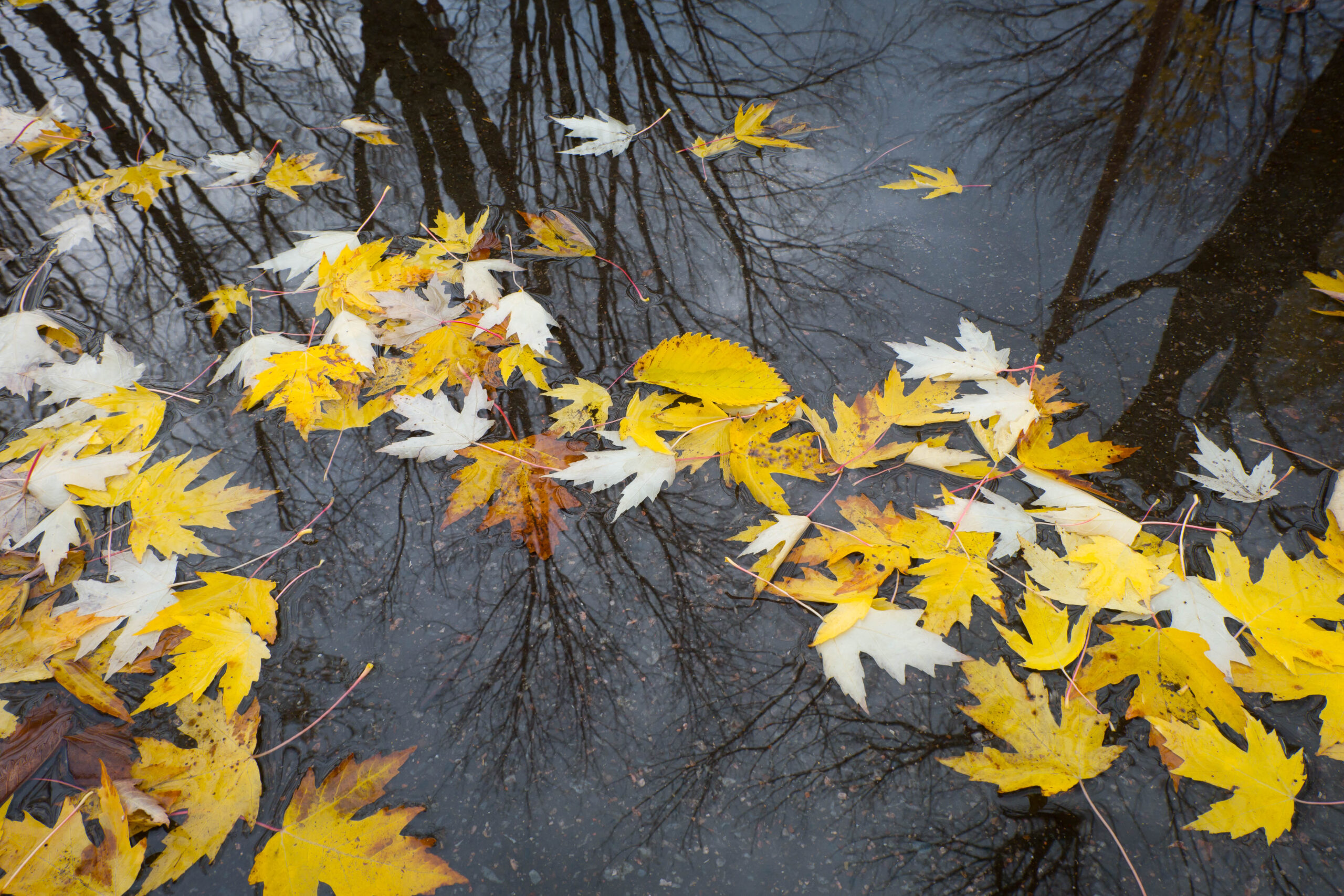 Parc en automne