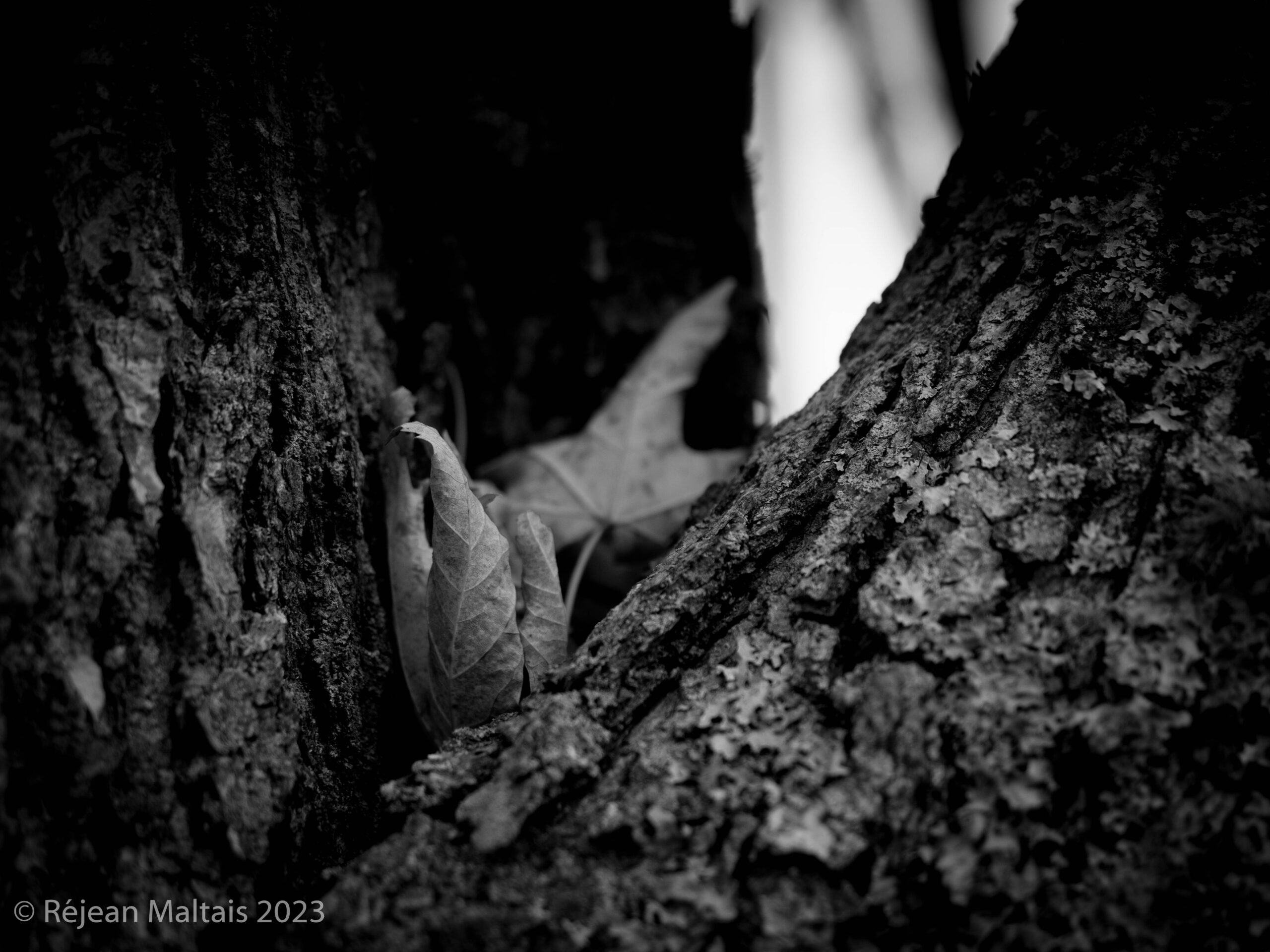 Automne couvert