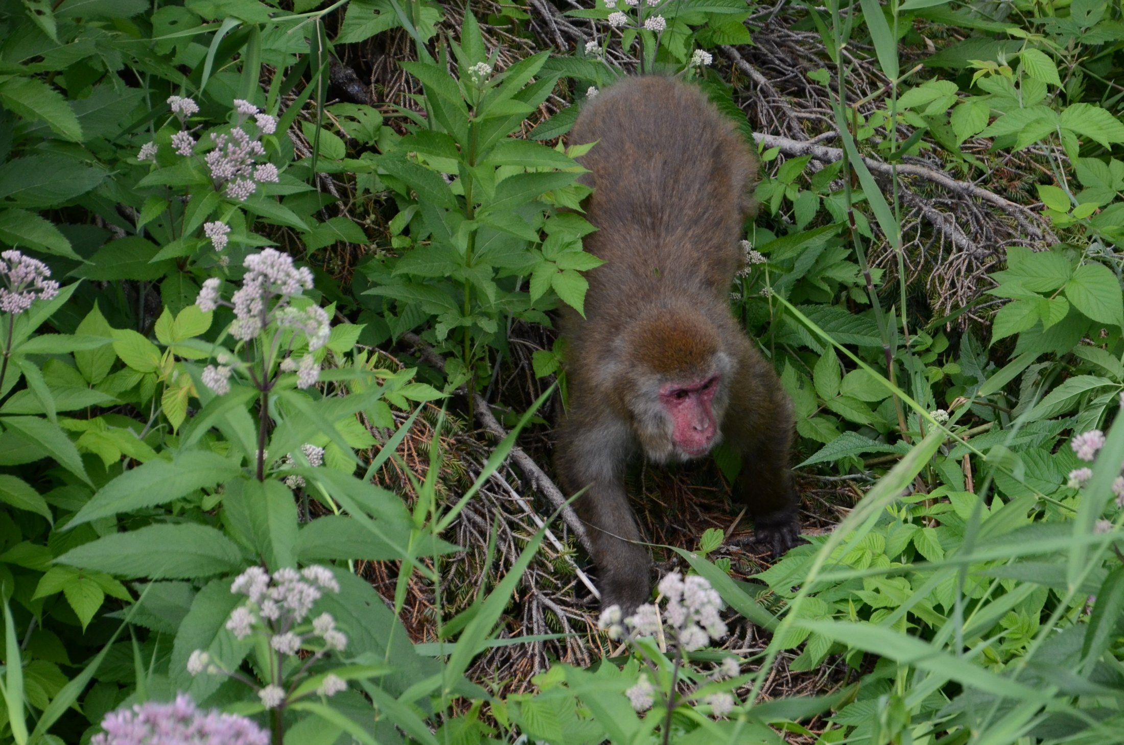 Une intrusion dans le monde animal